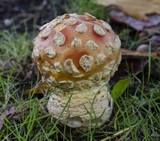 Amanita muscaria var. flavivolvata image