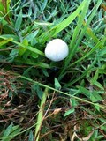 Panaeolus cyanescens image