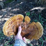 Ganoderma zonatum image