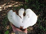 Ganoderma zonatum image