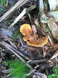 Ganoderma zonatum image