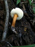 Gyroporus castaneus image
