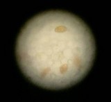 Conocybe tenera image