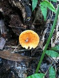 Gyroporus castaneus image