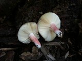 Russula mariae image