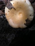 Lactarius maculatipes image