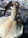 Lactarius maculatipes image