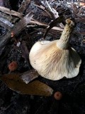 Lactarius maculatipes image