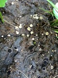 Ascobolus scatigenus image