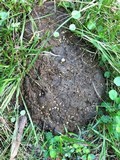 Ascobolus scatigenus image