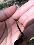 Poronia pileiformis image