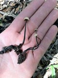 Poronia pileiformis image