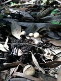 Poronia pileiformis image