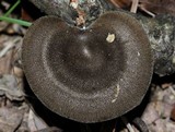 Polyporus brumalis image