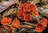 Anthracophyllum archeri image