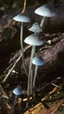 Mycena amicta image