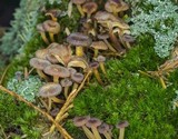 Xeromphalina brunneola image