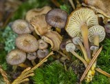 Xeromphalina brunneola image