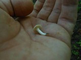 Cuphophyllus virgineus image