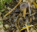 Xeromphalina brunneola image