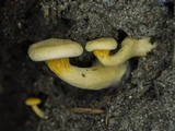 Hygrophoropsis aurantiaca image