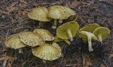 Suillus americanus image
