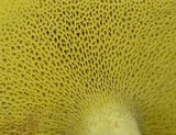Suillus americanus image
