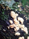 Hypocreopsis macrostoma image