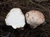 Calvatia cyathiformis image
