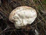 Calvatia cyathiformis image