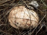 Calvatia cyathiformis image