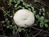Lycoperdon pratense image