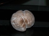 Leucoagaricus barssii image