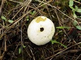 Lycoperdon pratense image