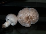 Leucoagaricus barssii image