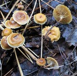 Xeromphalina cauticinalis image