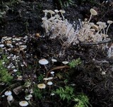 Collybia cookei image