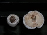 Leucoagaricus barssii image