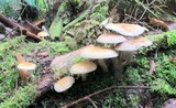 Hypholoma capnoides image