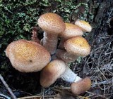 Armillaria solidipes image