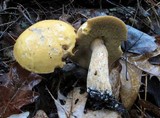 Suillus punctipes image