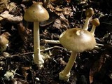 Amanita amerifulva image