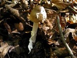 Amanita amerifulva image