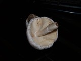 Leucoagaricus barssii image