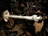 Amanita amerifulva image