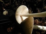 Amanita amerifulva image