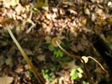 Rhizomarasmius pyrrhocephalus image