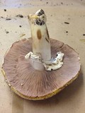Agaricus deardorffensis image