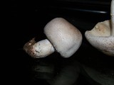 Leucoagaricus barssii image