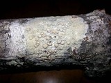 Lecanora caesiorubella image